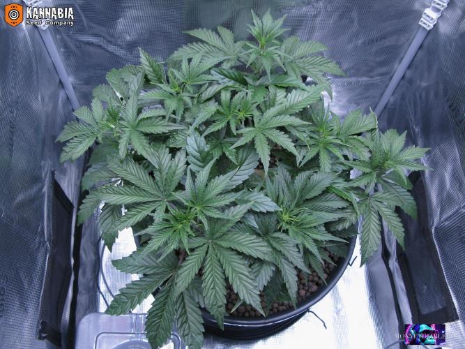 DosiDos 🍬 🥜 🍋 🌿 🍪. Week 5 - Ma1