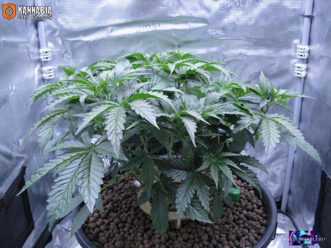 DosiDos 🍬 🥜 🍋 🌿 🍪. Week 5 - Ma2