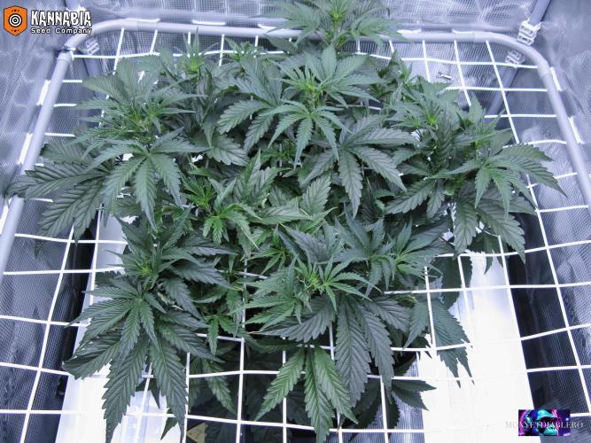 DosiDos 🍬 🥜 🍋 🌿 🍪. Week 5 - Vr1