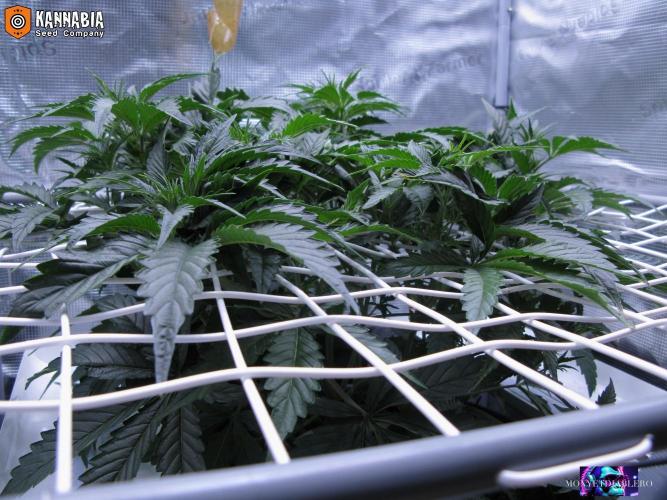 DosiDos 🍬 🥜 🍋 🌿 🍪. Week 5 - Vr2