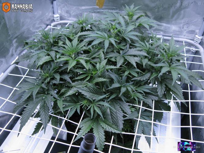 DosiDos 🍬 🥜 🍋 🌿 🍪. Week 5 - Za