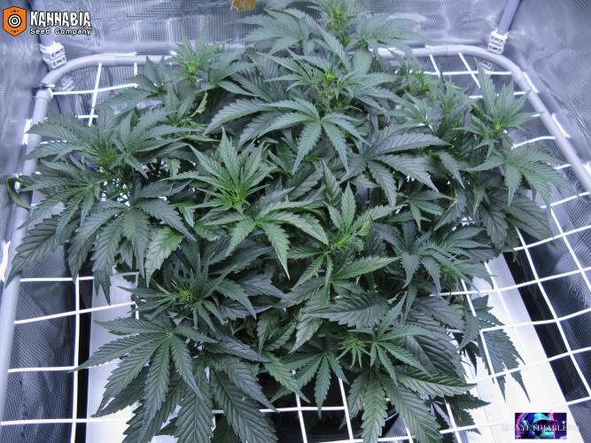DosiDos 🍬 🥜 🍋 🌿 🍪. Week 5 - Za2