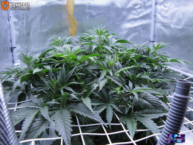 DosiDos 🍬 🥜 🍋 🌿 🍪. Week 5 - Zo1