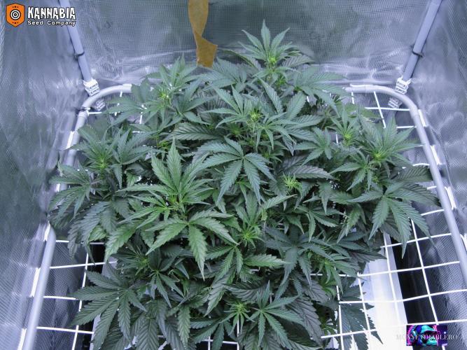 DosiDos 🍬 🥜 🍋 🌿 🍪. Week 5 - Zo2