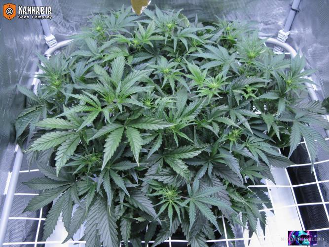 DosiDos 🍬 🥜 🍋 🌿 🍪. Week 5 - Zo3