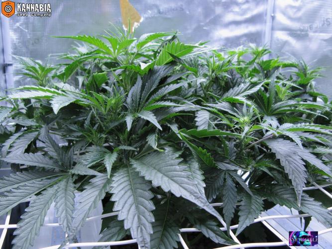 Dosidos Auto. Week 5