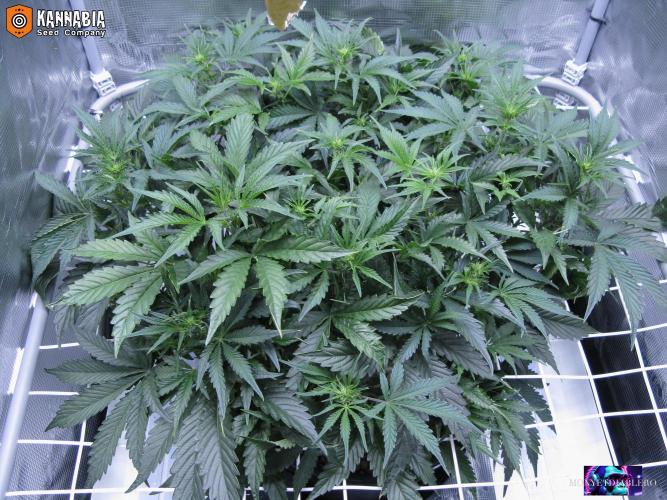 DosiDos 🍬 🥜 🍋 🌿 🍪. Week 6 - Ma1