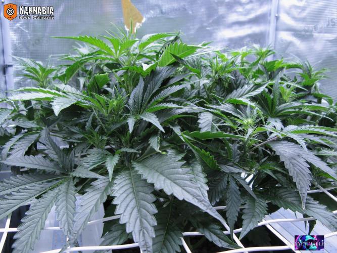 DosiDos 🍬 🥜 🍋 🌿 🍪. Week 6 - Di1