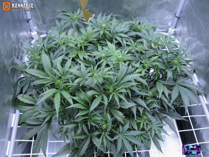 DosiDos 🍬 🥜 🍋 🌿 🍪. Week 6 - Di2