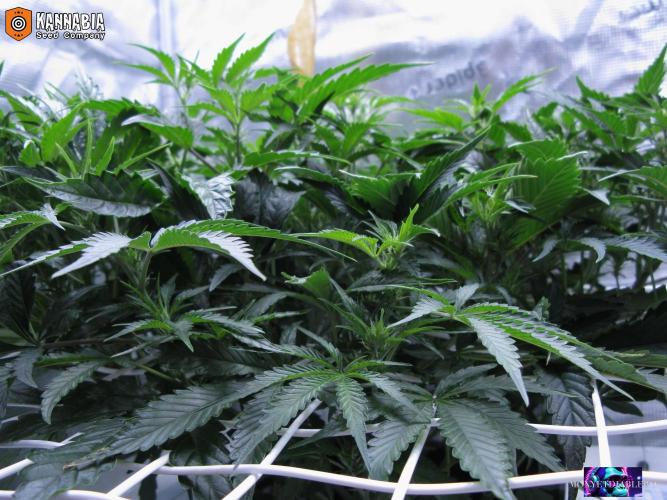 DosiDos 🍬 🥜 🍋 🌿 🍪. Week 6 - Wo1