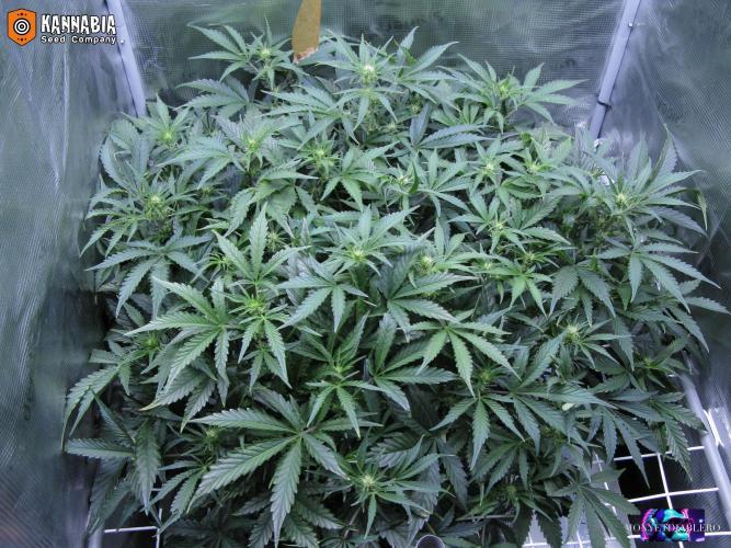 DosiDos 🍬 🥜 🍋 🌿 🍪. Week 6 - Wo2