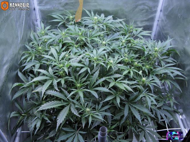 DosiDos 🍬 🥜 🍋 🌿 🍪. Week 6 - Do2