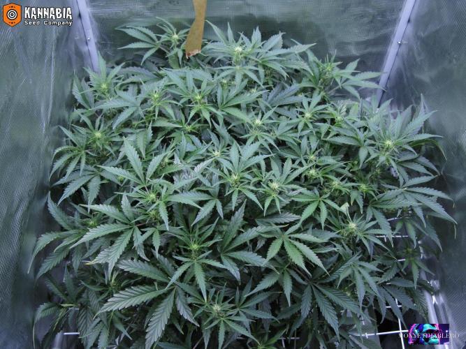 DosiDos 🍬 🥜 🍋 🌿 🍪. Week 6 - Vr1