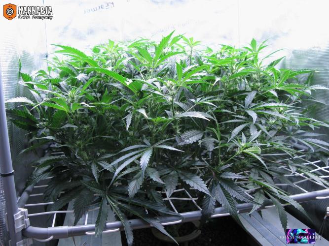 DosiDos 🍬 🥜 🍋 🌿 🍪. Week 6 - Vr2