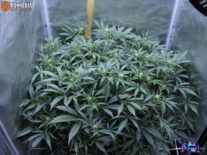 DosiDos 🍬 🥜 🍋 🌿 🍪. Week 6 - Do3