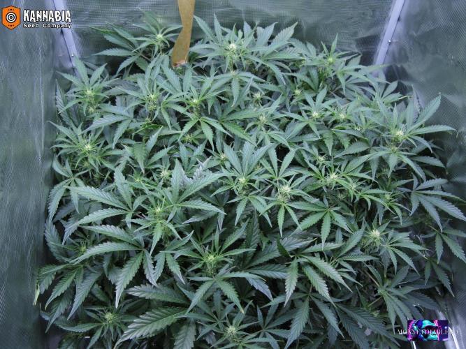 Dosidos Auto. Week 6