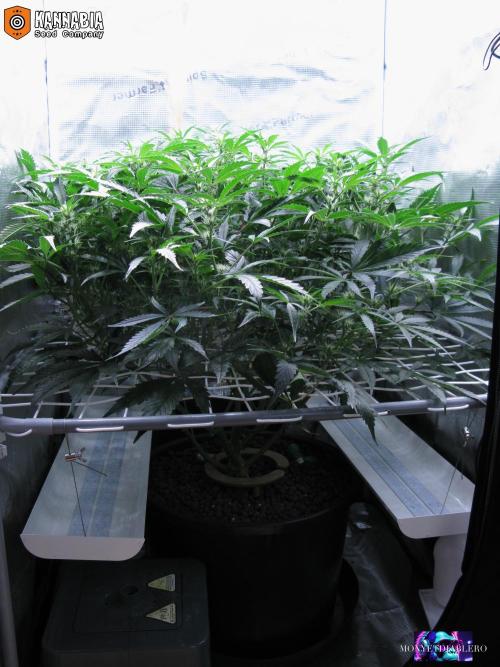 Dosidos Auto. Week 6