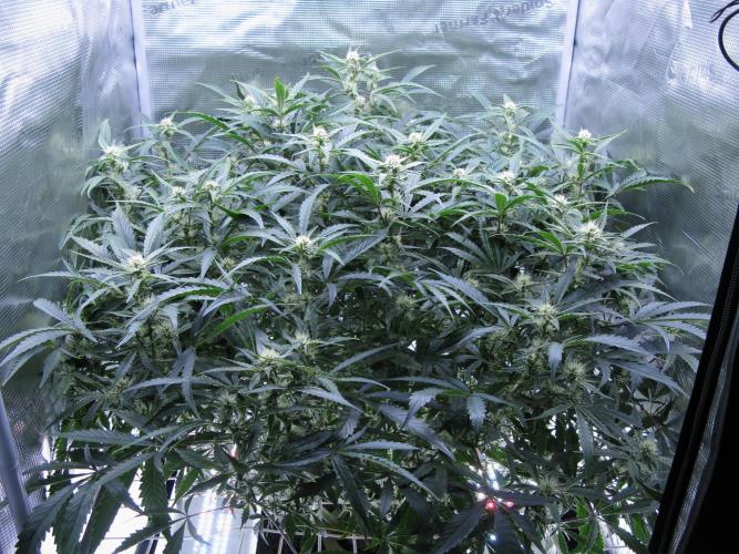 DosiDos 🍬 🥜 🍋 🌿 🍪. Week 7