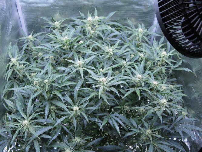 DosiDos 🍬 🥜 🍋 🌿 🍪. Week 7
