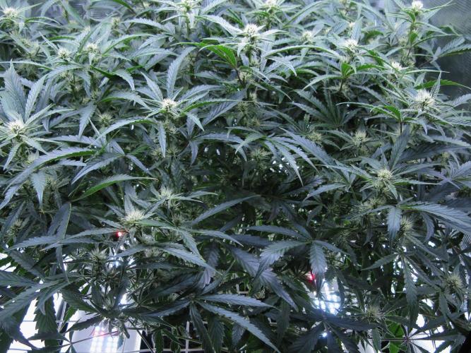 DosiDos 🍬 🥜 🍋 🌿 🍪. Week 7