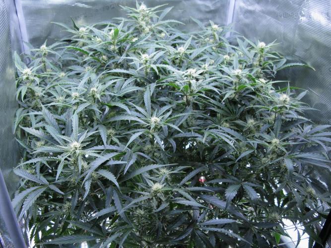 DosiDos 🍬 🥜 🍋 🌿 🍪. Week 7