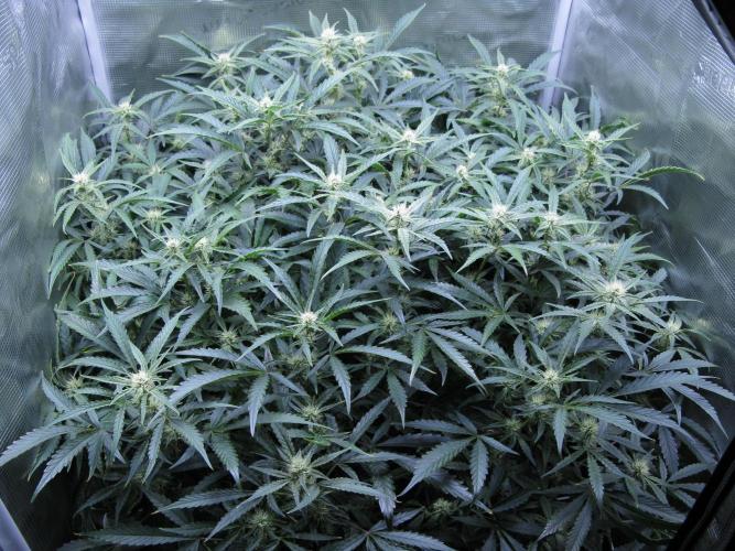 DosiDos 🍬 🥜 🍋 🌿 🍪. Week 7
