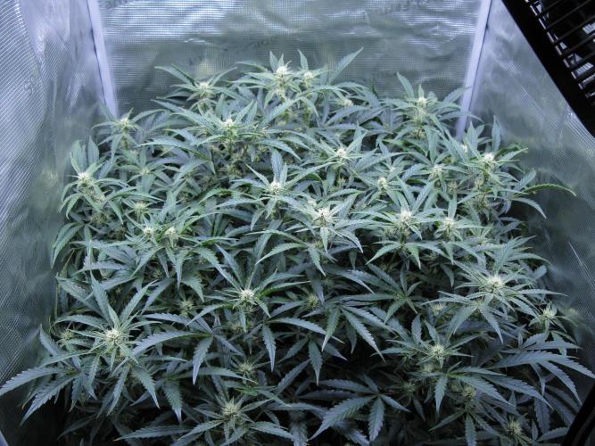 DosiDos 🍬 🥜 🍋 🌿 🍪. Week 7