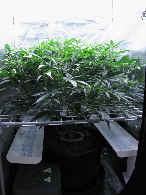 DosiDos 🍬 🥜 🍋 🌿 🍪. Week 7