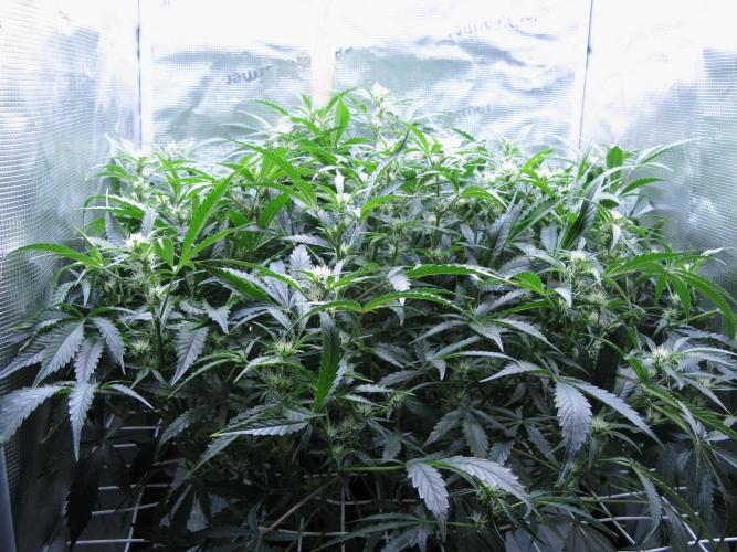 DosiDos 🍬 🥜 🍋 🌿 🍪. Week 7