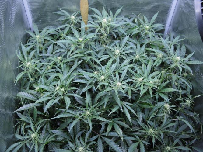 DosiDos 🍬 🥜 🍋 🌿 🍪. Week 7