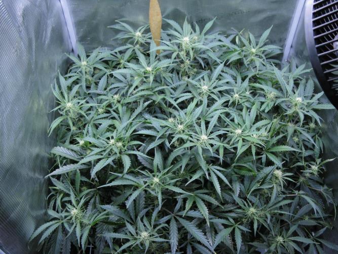 DosiDos 🍬 🥜 🍋 🌿 🍪. Week 7
