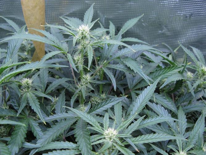 DosiDos 🍬 🥜 🍋 🌿 🍪. Week 7