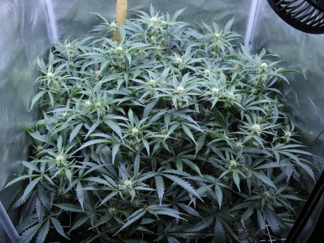 DosiDos 🍬 🥜 🍋 🌿 🍪. Week 7