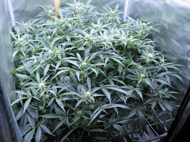 DosiDos 🍬 🥜 🍋 🌿 🍪. Week 7