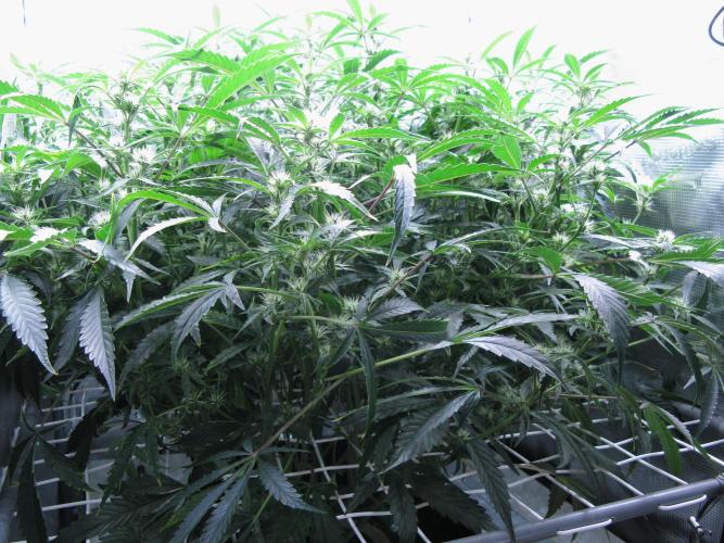 DosiDos 🍬 🥜 🍋 🌿 🍪. Week 7