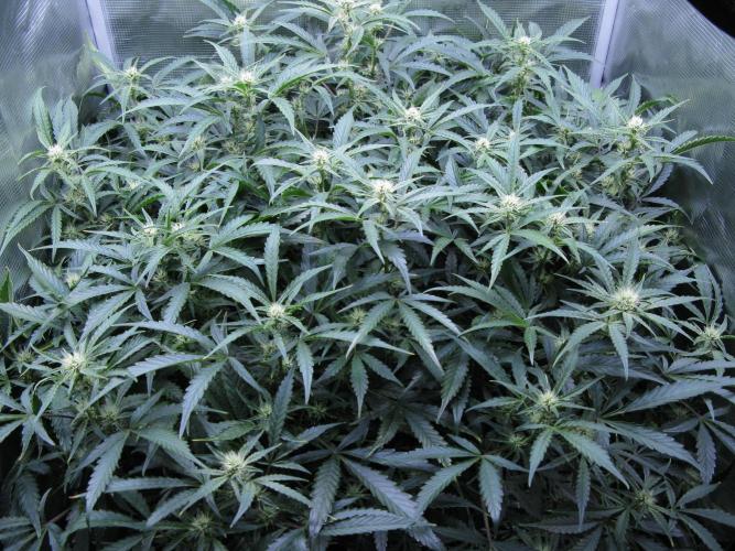 DosiDos 🍬 🥜 🍋 🌿 🍪. Week 7
