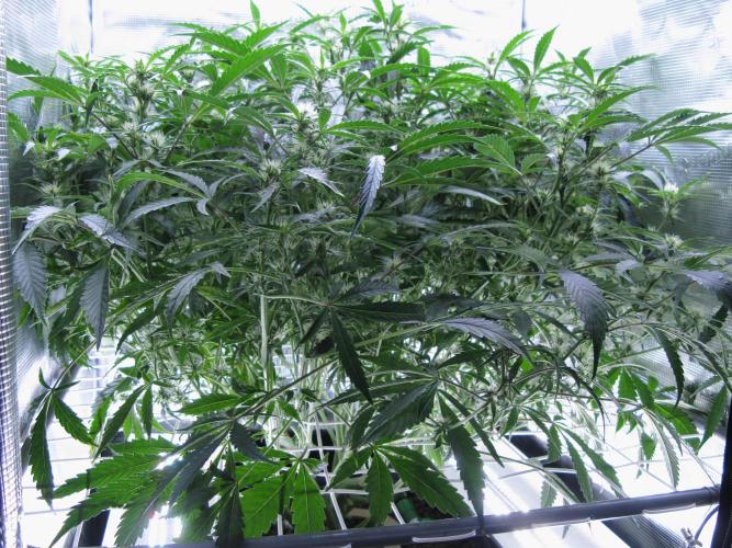 DosiDos 🍬 🥜 🍋 🌿 🍪. Week 7