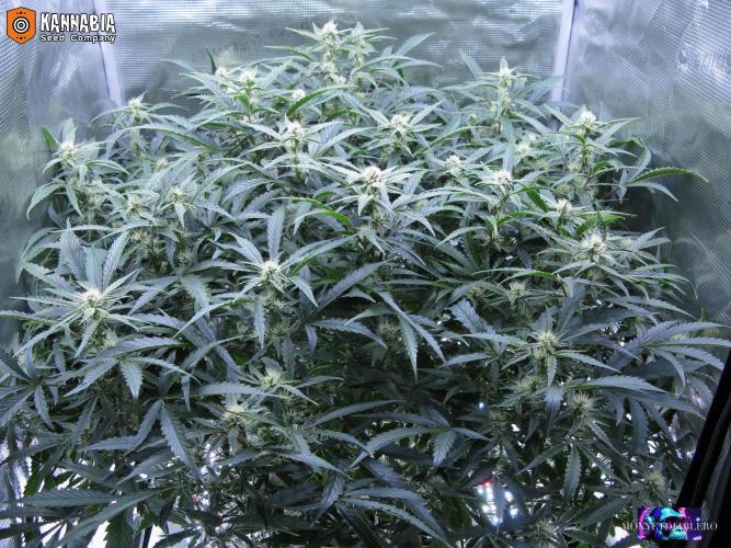 DosiDos 🍬 🥜 🍋 🌿 🍪. Week 8