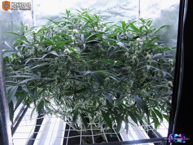 DosiDos 🍬 🥜 🍋 🌿 🍪. Week 8