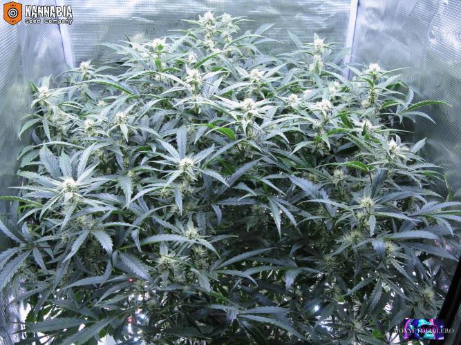 DosiDos 🍬 🥜 🍋 🌿 🍪. Week 8