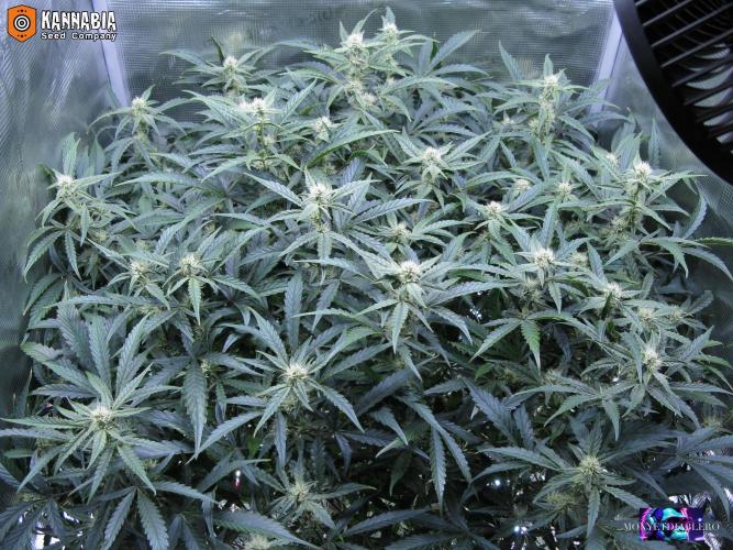 DosiDos 🍬 🥜 🍋 🌿 🍪. Week 8