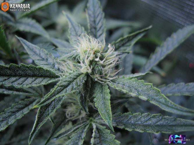 DosiDos 🍬 🥜 🍋 🌿 🍪. Week 8