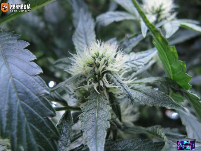 DosiDos 🍬 🥜 🍋 🌿 🍪. Week 8