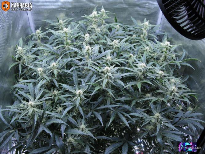 DosiDos 🍬 🥜 🍋 🌿 🍪. Week 8