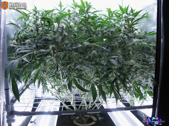 DosiDos 🍬 🥜 🍋 🌿 🍪. Week 8