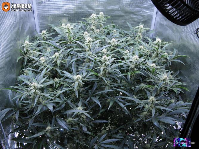 DosiDos 🍬 🥜 🍋 🌿 🍪. Week 8