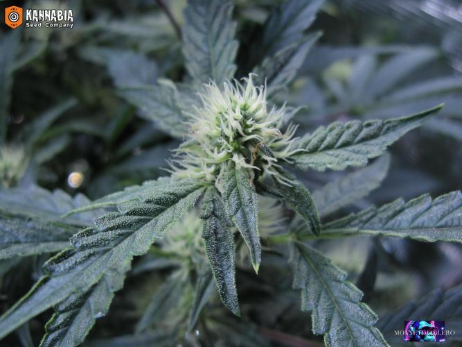 DosiDos 🍬 🥜 🍋 🌿 🍪. Week 8