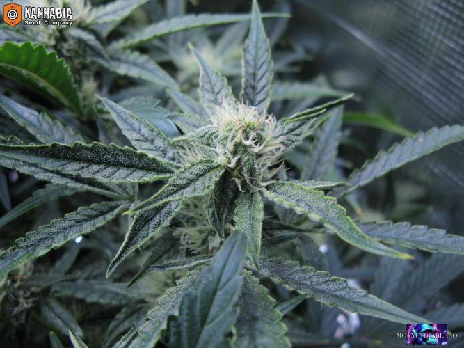 DosiDos 🍬 🥜 🍋 🌿 🍪. Week 8