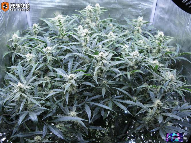 DosiDos 🍬 🥜 🍋 🌿 🍪. Week 8