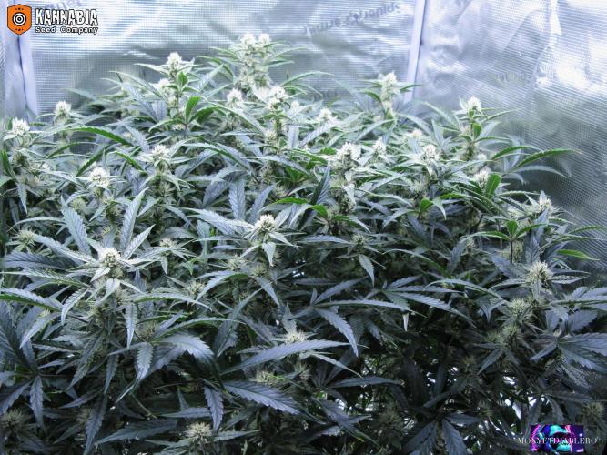 DosiDos 🍬 🥜 🍋 🌿 🍪. Week 8